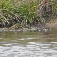 Tachybaptus novaehollandiae (Australasian Grebe) at Kambah, ACT - 29 Nov 2023 by HelenCross