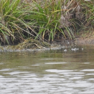 Tachybaptus novaehollandiae at Kambah, ACT - 29 Nov 2023