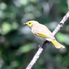 Ptilotula penicillata (White-plumed Honeyeater) at Russell, ACT - 27 Nov 2023 by jb2602