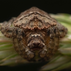 Dolophones sp. (genus) at Murrumbateman, NSW - 26 Nov 2023