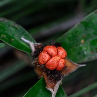 Unidentified Climber or Mistletoe at Wallum - 22 Sep 2023 by mmpix