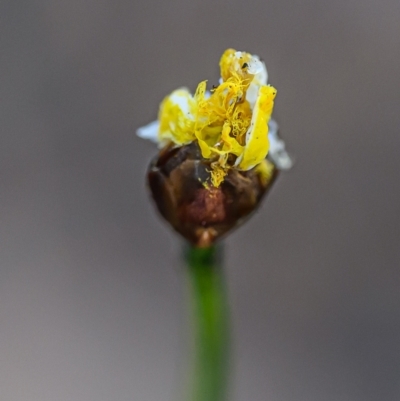 Xyris sp. (Yellow Eye) at Wallum - 20 Sep 2023 by mmpix