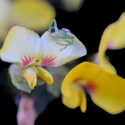 Dillwynia sp. at Wallum - 20 Sep 2023 by mmpix