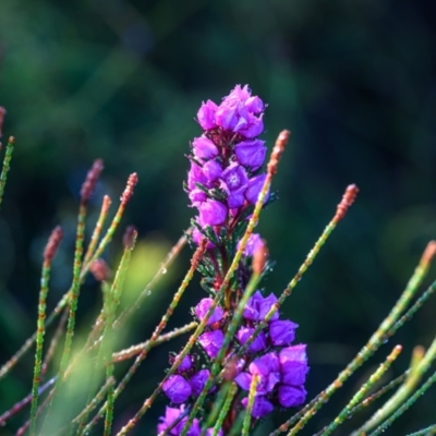 Boronia falcifolia at Wallum - 10 Sep 2023 by mmpix