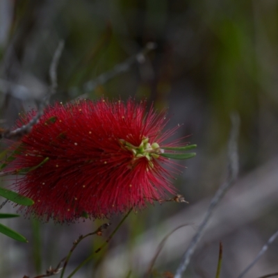 Callistemon pachyphyllus (Wallum Bottlebrush) at Wallum - 22 Sep 2023 by mmpix