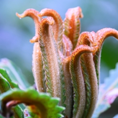 Banksia aemula at Wallum - 4 Nov 2023 by mmpix