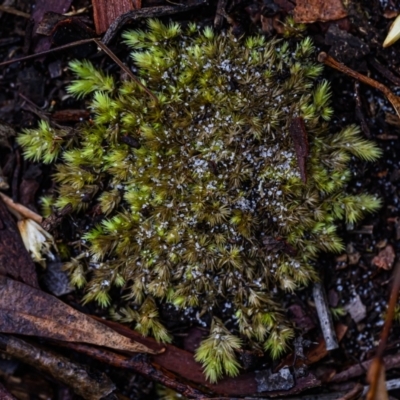 Unidentified Moss, Liverwort or Hornwort at Wallum - 22 Oct 2023 by mmpix