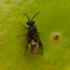 Mutillidae (family) (Unidentified Mutillid wasp or velvet ant) at Wingecarribee Local Government Area - 21 Nov 2023 by Curiosity