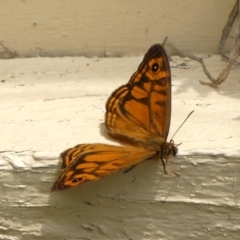 Geitoneura acantha (Ringed Xenica) at Wingecarribee Local Government Area - 29 Nov 2023 by Curiosity