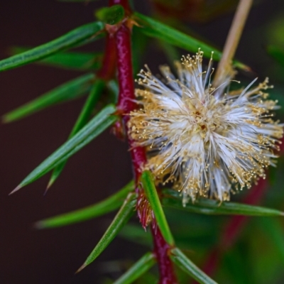 Acacia ulicifolia (Prickly Moses) at Wallum - 1 Oct 2023 by mmpix