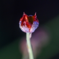 Unidentified Lily or Iris at Wallum - 1 Oct 2023 by mmpix