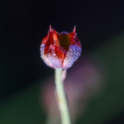 Unidentified Lily or Iris at Wallum - 1 Oct 2023 by mmpix