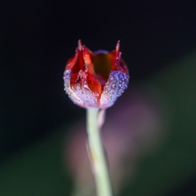 Xyris sp. at Wallum - 1 Oct 2023 by mmpix