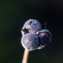 Unverified Plant at Wallum - 18 Sep 2023 by mmpix