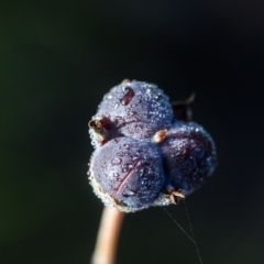 Unidentified Plant at Brunswick Heads, NSW - 17 Sep 2023 by mmpix