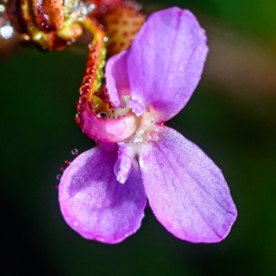 Stylidium sp. (Trigger Plant) at Wallum - 18 Sep 2023 by mmpix