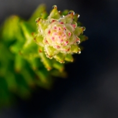 Unidentified Plant at Brunswick Heads, NSW - 17 Sep 2023 by mmpix