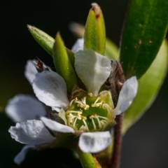 Leptospermum (genus) (Tea Tree) at Wallum - 2 Oct 2023 by mmpix