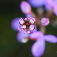 Stylidium sp. (Trigger Plant) at Wallum - 17 Sep 2023 by mmpix