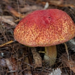 Unidentified Cap on a stem; gills below cap [mushrooms or mushroom-like] at Wallum - 13 Nov 2023 by mmpix