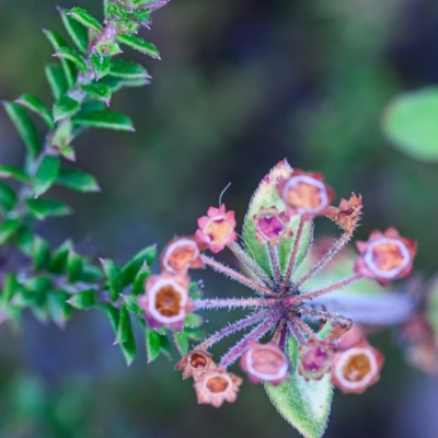 Pomax umbellata (A Pomax) at Wallum - 13 Nov 2023 by mmpix