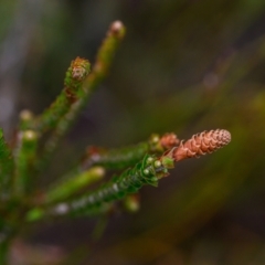 Epacris microphylla (Coral Heath) at Wallum - 21 Nov 2023 by mmpix