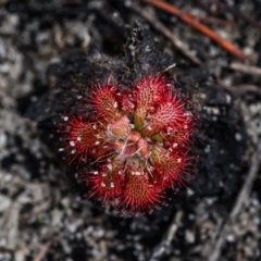 Drosera spatulata (Common Sundew) at Wallum - 13 Nov 2023 by mmpix