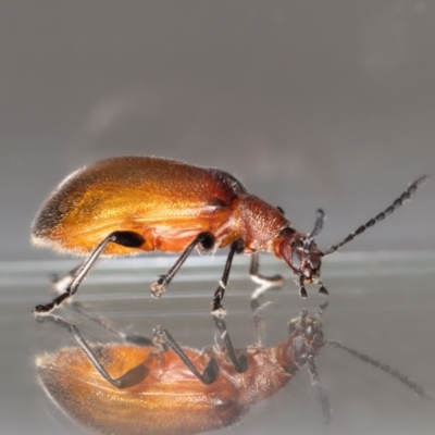 Ecnolagria grandis (Honeybrown beetle) at Aranda, ACT - 29 Nov 2023 by MarkT