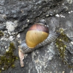 Bothriembryon glauerti at Stirling Range National Park - 16 Nov 2023 by Kate2602