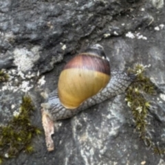 Unidentified Snail or Slug (Gastropoda) at Stirling Range National Park - 15 Nov 2023 by Kate2602