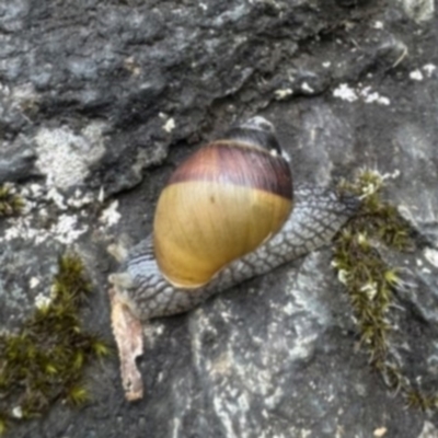 Unidentified Snail or Slug (Gastropoda) at Stirling Range National Park - 15 Nov 2023 by Kate2602