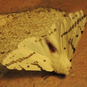 Ardices canescens at Tuggeranong Hill - 29 Nov 2023 06:24 PM