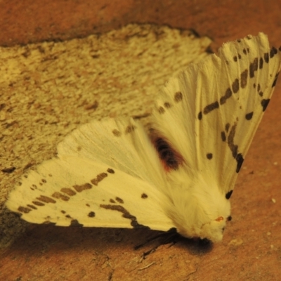 Ardices canescens (Dark-spotted Tiger Moth) at Tuggeranong Hill - 29 Nov 2023 by michaelb