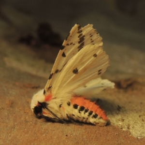 Ardices canescens at Tuggeranong Hill - 29 Nov 2023 06:24 PM