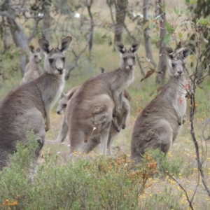 Macropus giganteus at Mulligans Flat - 4 Nov 2023