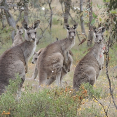 Macropus giganteus (Eastern Grey Kangaroo) at Evatt, ACT - 4 Nov 2023 by MichaelBedingfield