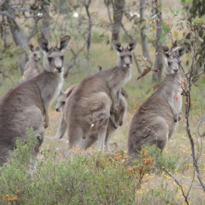 Macropus giganteus (Eastern Grey Kangaroo) at Evatt, ACT - 4 Nov 2023 by michaelb