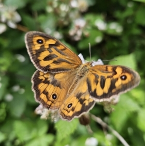 Heteronympha merope at QPRC LGA - 30 Nov 2023