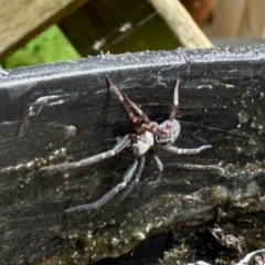 Badumna sp. (genus) (Lattice-web spider) at Aranda, ACT - 30 Nov 2023 by KMcCue