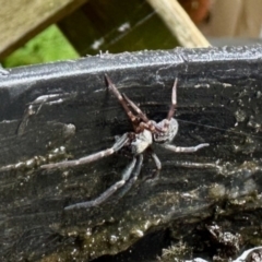 Badumna (genus) (Lattice-web spider) at GG182 - 30 Nov 2023 by KMcCue