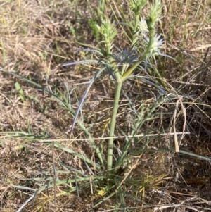 Eryngium ovinum at Mount Majura - 27 Nov 2023 05:12 PM