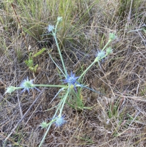 Eryngium ovinum at Mount Majura - 27 Nov 2023 05:12 PM