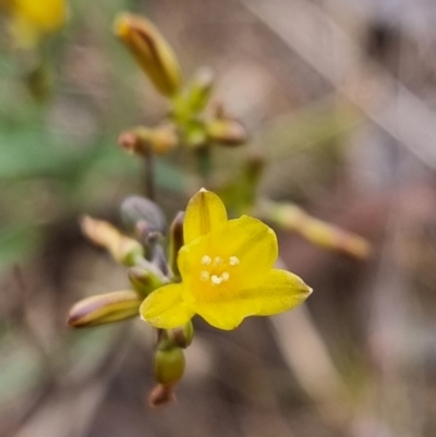 Tricoryne elatior (Yellow Rush Lily) at Lawson North Grasslands - 25 Nov 2023 by MattYoung