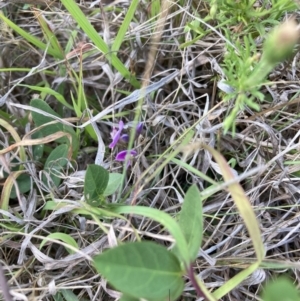 Glycine tabacina at Mount Majura - 27 Nov 2023 04:56 PM