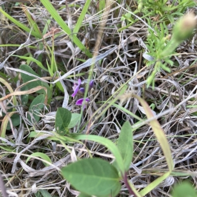 Glycine tabacina (Variable Glycine) at Watson, ACT - 27 Nov 2023 by waltraud