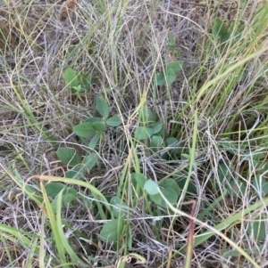 Glycine tabacina at Mount Majura - 27 Nov 2023 04:56 PM