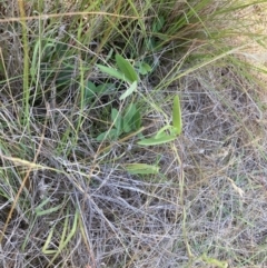 Glycine tabacina at Mount Majura - 27 Nov 2023 04:56 PM