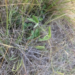 Glycine tabacina at Mount Majura - 27 Nov 2023 04:56 PM