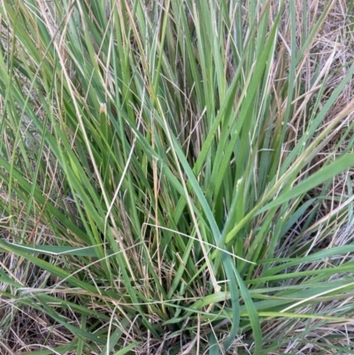 Nassella neesiana (Chilean Needlegrass) at Watson, ACT - 27 Nov 2023 by waltraud