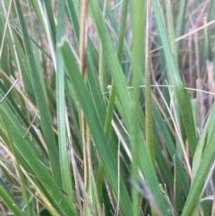 Nassella neesiana at Mount Majura - 27 Nov 2023